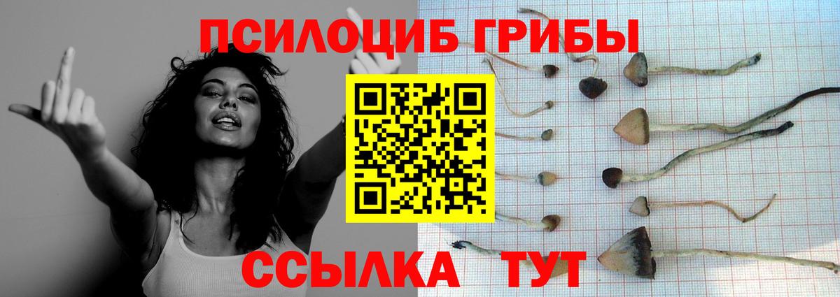 Галлюциногенные грибы Cubensis Балахна